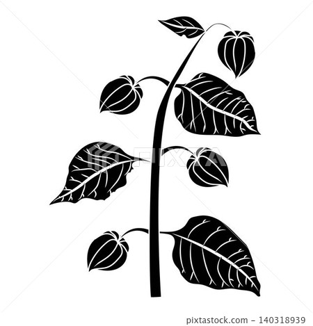 A physalis branch with four flowers in a black and white silhouette style. Vector illustration isolated on a white background. A physalis branch with four flowers in a black and white silhouette style. Vector illustration isolated on a white background. 140318939
