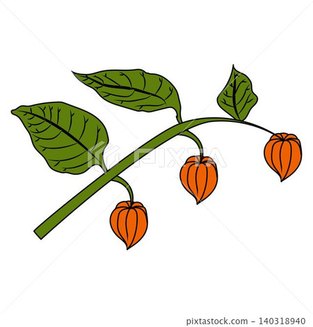A physalis branch with three flowers and leaves in a cartoon style. A physalis branch with three flowers and leaves in a cartoon style. 140318940