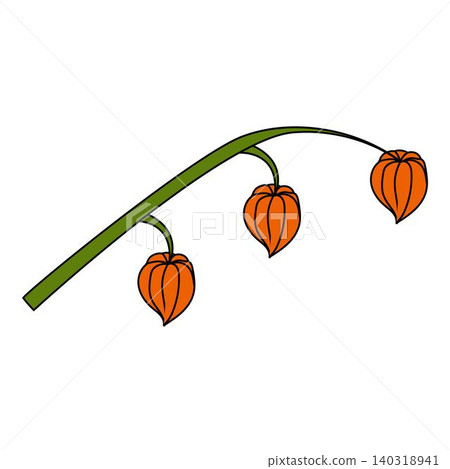 A physalis branch with three flowers and leaves in a cartoon style. A physalis branch with three flowers and leaves in a cartoon style. 140318941