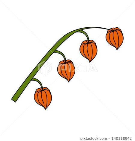 A physalis branch with three flowers and leaves in a cartoon style. A physalis branch with three flowers and leaves in a cartoon style. 140318942