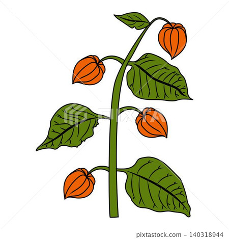 A physalis branch with three flowers and leaves in a cartoon style. A physalis branch with three flowers and leaves in a cartoon style. 140318944