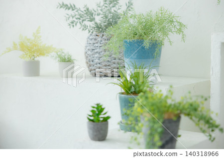 葉子植物 140318966