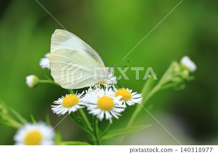 Cabbage White Butterfly and Erigeron annuus ⑨ Cabbage White Butterfly and Erigeron annuus ⑨ 140318977