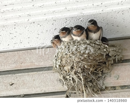 Swallow chicks waiting for their parents to feed them. Swallow chicks waiting for their parents to feed them. 140318980