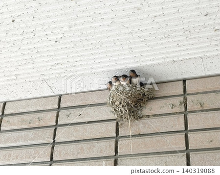 Swallow's nest built on the wall of a building Swallow's nest built on the wall of a building 140319088
