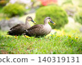 Walking on the grass 140319131