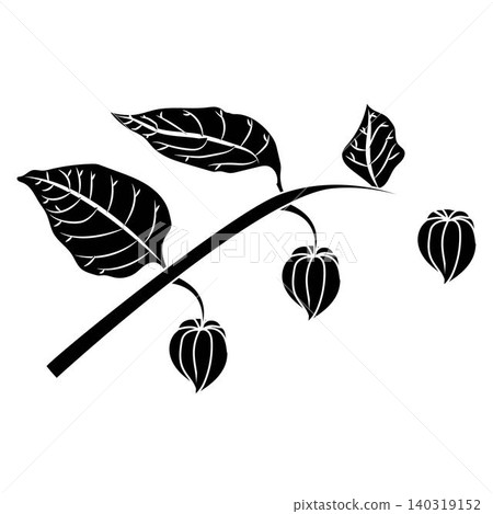 A physalis branch with four flowers in a black and white silhouette style. Vector illustration isolated on a white background. 140319152