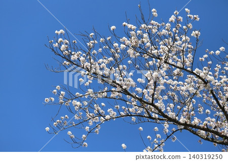 Somei Yoshino cherry blossoms blooming under the blue spring sky Somei Yoshino cherry blossoms blooming under the blue spring sky 140319250