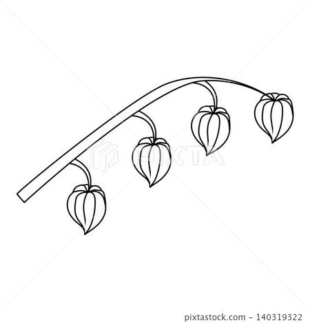 A physalis branch with four flowers in doodle style. A physalis branch with four flowers in doodle style. 140319322