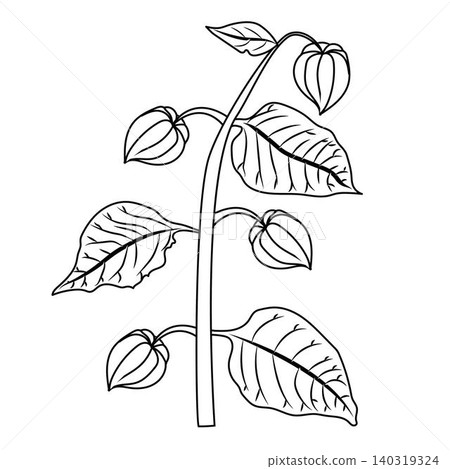 A physalis branch with four flowers in doodle style. A physalis branch with four flowers in doodle style. 140319324