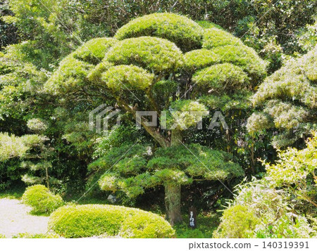 Shizuoka Prefecture: Historical gardens in the fresh green of spring, May Shizuoka Prefecture: Historical gardens in the fresh green of spring, May 140319391