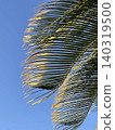 palm leaves in the blue sky 140319500