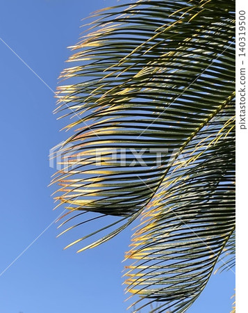 palm leaves in the blue sky palm leaves in the blue sky 140319500