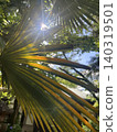 Sunlight filtering through palm leaves 140319501