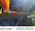 A close-up of a bird of paradise flower and water droplets glistening in the backlight. 140319502