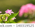 Cute pink hydrangea 140319525