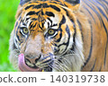 Tongue licking 140319738