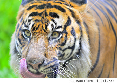 Tongue licking Tongue licking 140319738