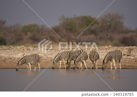 Burchell"s Zebra at a waterhole Burchell"s Zebra at a waterhole 140319785