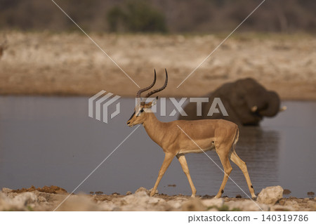 Black-faced Impala at a waterhole Black-faced Impala at a waterhole 140319786