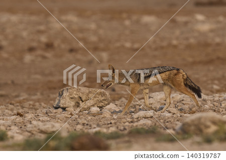 Black-backed Jackal  140319787