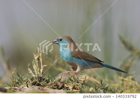 Blue Waxbill 140319792
