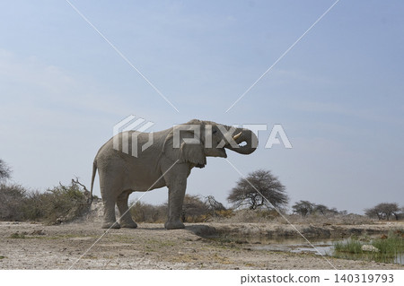 Large male African Elephant at a waterhole Large male African Elephant at a waterhole 140319793