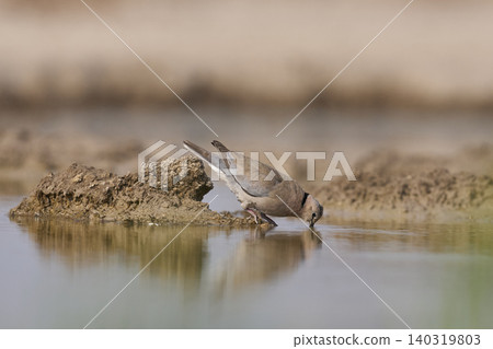Ring-necked Dove at a waterhole Ring-necked Dove at a waterhole 140319803