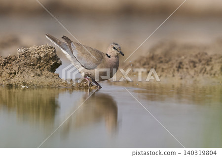 Ring-necked Dove at a waterhole Ring-necked Dove at a waterhole 140319804