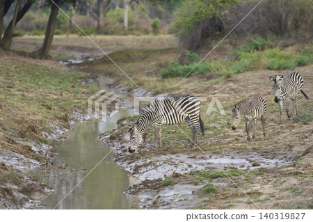 Crawshay's zebra crossing a stream Crawshay's zebra crossing a stream 140319827