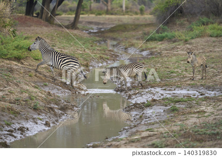 Crawshay's zebra crossing a stream Crawshay's zebra crossing a stream 140319830