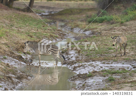 Crawshay's zebra crossing a stream Crawshay's zebra crossing a stream 140319831
