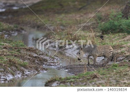 Crawshay's zebra crossing a stream Crawshay's zebra crossing a stream 140319834