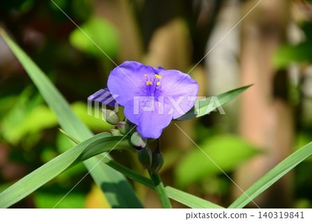 Flower of Murasaki Yukusa Flower of Murasaki Yukusa 140319841