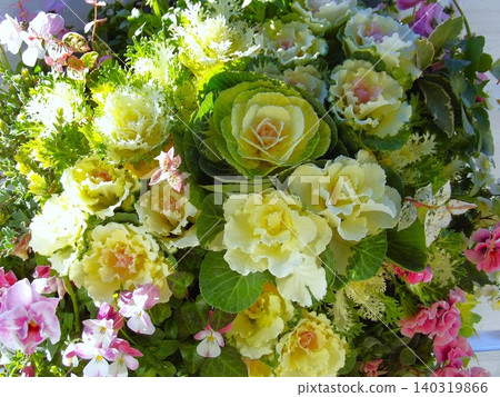 Numerous ornamental cabbages Numerous ornamental cabbages 140319866