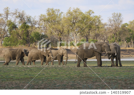 Group of large bull African Elephant Group of large bull African Elephant 140319907