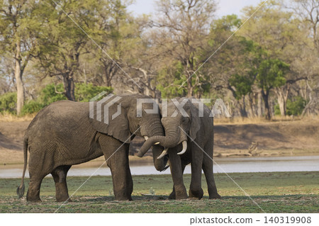 Group of large bull African Elephant Group of large bull African Elephant 140319908