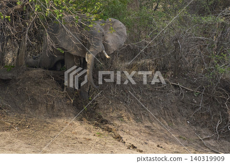 Group of large bull African Elephant Group of large bull African Elephant 140319909