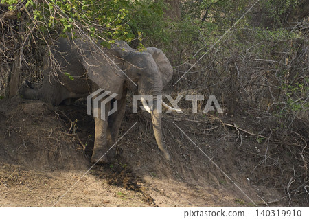 Group of large bull African Elephant Group of large bull African Elephant 140319910