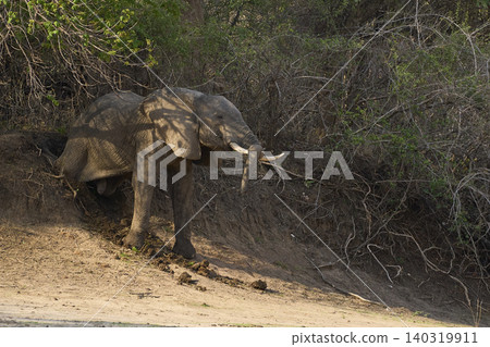 Group of large bull African Elephant Group of large bull African Elephant 140319911