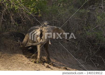 Group of large bull African Elephant Group of large bull African Elephant 140319912