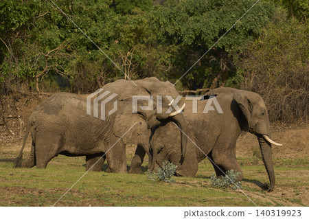 Group of large bull African Elephant Group of large bull African Elephant 140319923