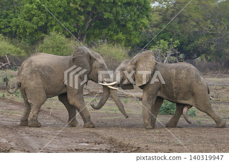 African Elephants fighting African Elephants fighting 140319947