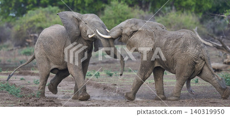 African Elephants fighting African Elephants fighting 140319950