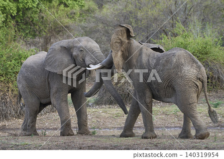 African Elephants fighting African Elephants fighting 140319954