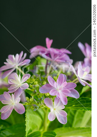 黑色背景上的紫色繡球花特寫 黑色背景上的紫色繡球花特寫 140320006
