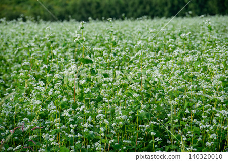 Buckwheat field with white flowers in full bloom Buckwheat field with white flowers in full bloom 140320010