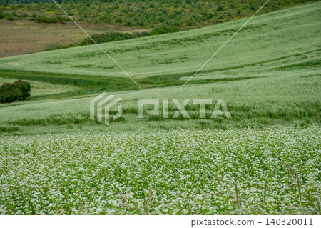 Summer hills are covered with buckwheat fields in bloom with white flowers. Summer hills are covered with buckwheat fields in bloom with white flowers. 140320011