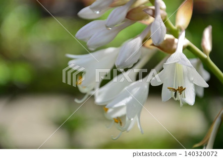 白色玉簪花 白色玉簪花 140320072