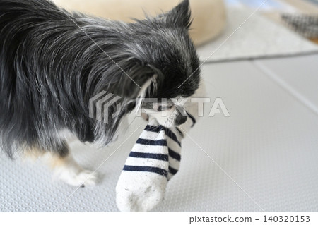 A Chihuahua dog playing with its beloved owner's recently removed socks. A Chihuahua dog playing with its beloved owner's recently removed socks. 140320153